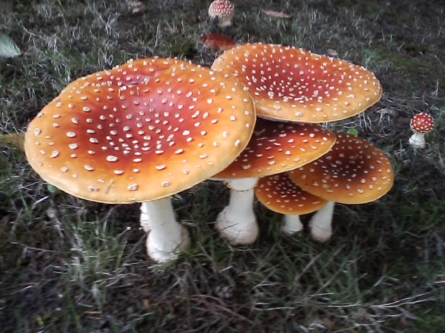 my front yard is full of Amanita Muscarias!